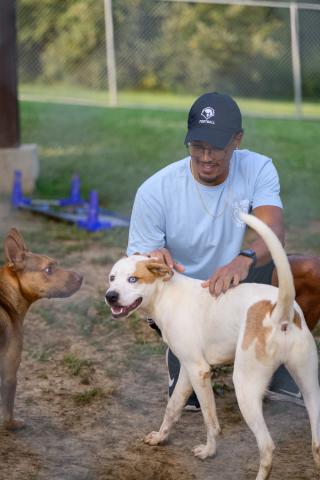 Man pets two dogs